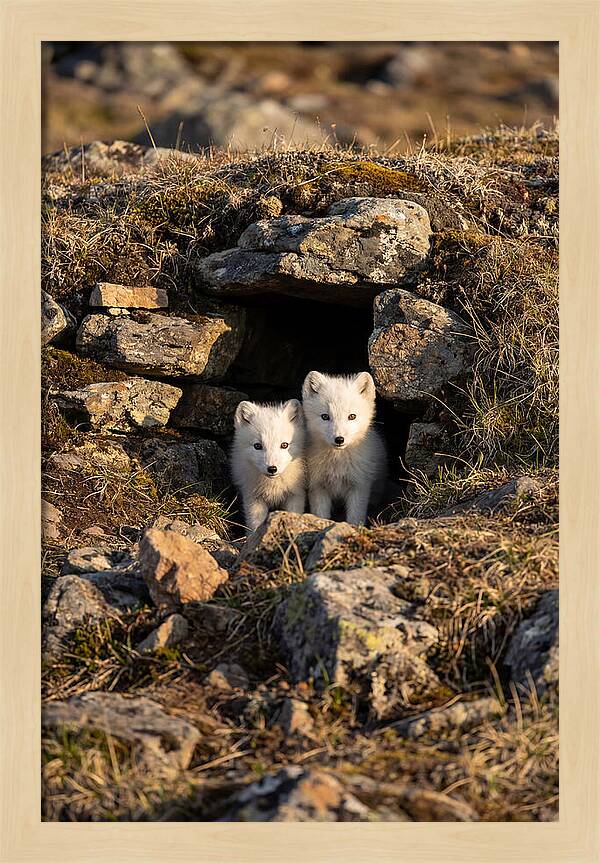 Arctic Fox Pups Emerging From Den