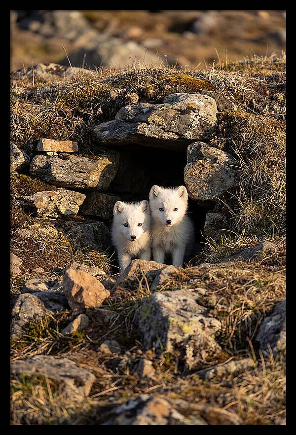 Arctic Fox Pups Emerging From Den