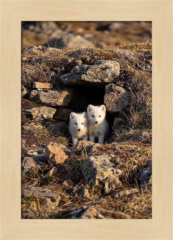 Arctic Fox Pups Emerging From Den