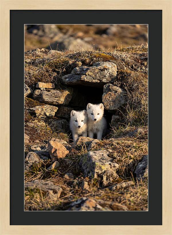 Arctic Fox Pups Emerging From Den