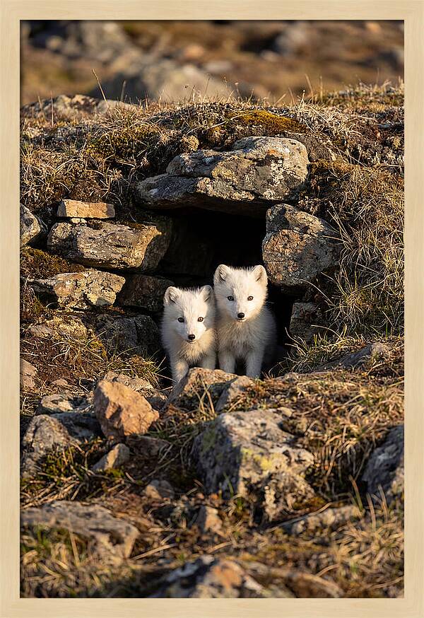 Arctic Fox Pups Emerging From Den