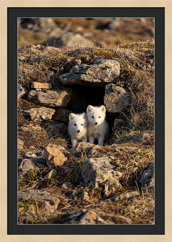 Arctic Fox Pups Emerging From Den