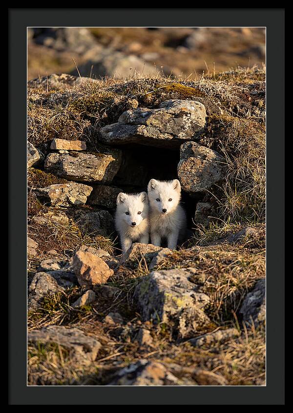 Arctic Fox Pups Emerging From Den