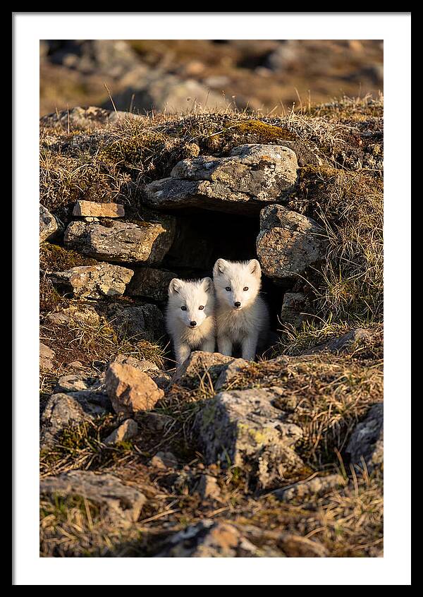 Arctic Fox Pups Emerging From Den