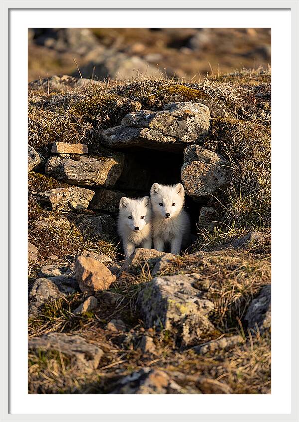 Arctic Fox Pups Emerging From Den