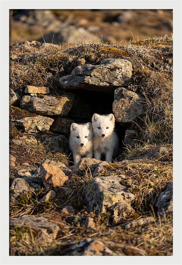 Arctic Fox Pups Emerging From Den