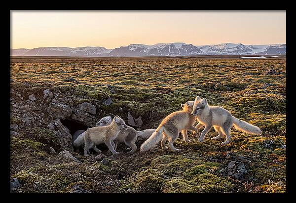 Arctic Fox Pups Playing Together