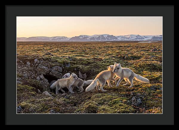 Arctic Fox Pups Playing Together