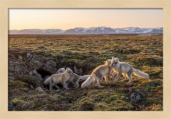 Arctic Fox Pups Playing Together