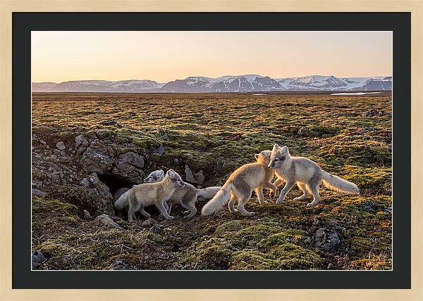 Arctic Fox Pups Playing Together