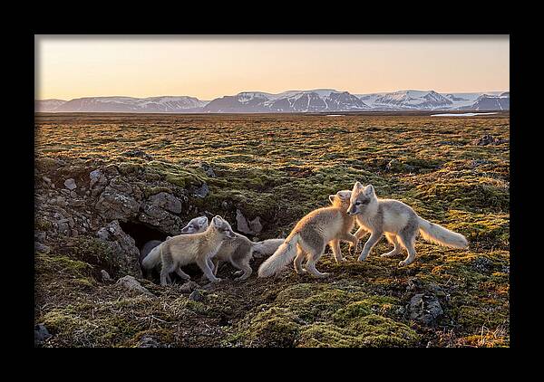 Arctic Fox Pups Playing Together