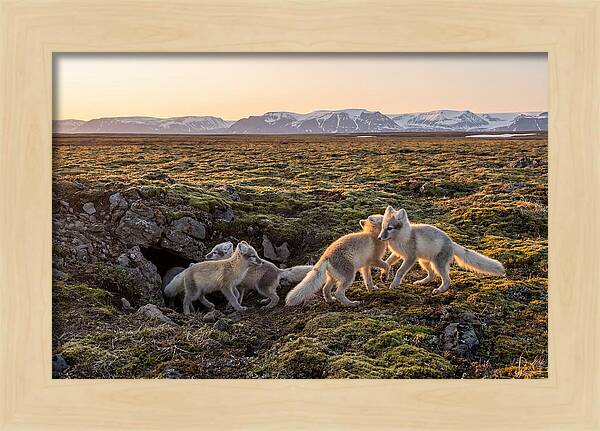 Arctic Fox Pups Playing Together