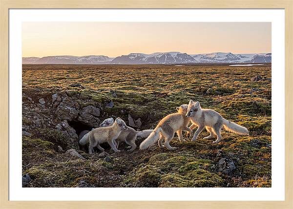 Arctic Fox Pups Playing Together