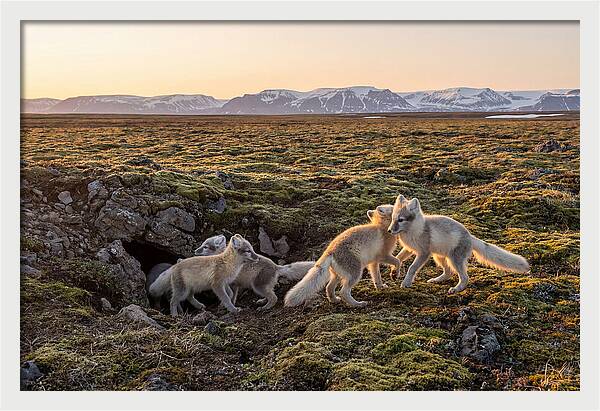 Arctic Fox Pups Playing Together