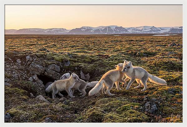 Arctic Fox Pups Playing Together