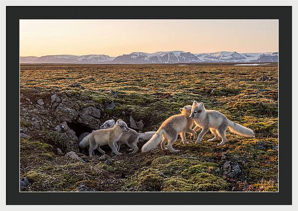 Arctic Fox Pups Playing Together