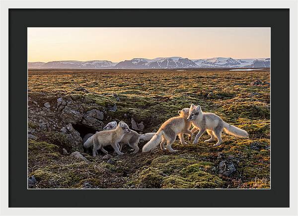Arctic Fox Pups Playing Together
