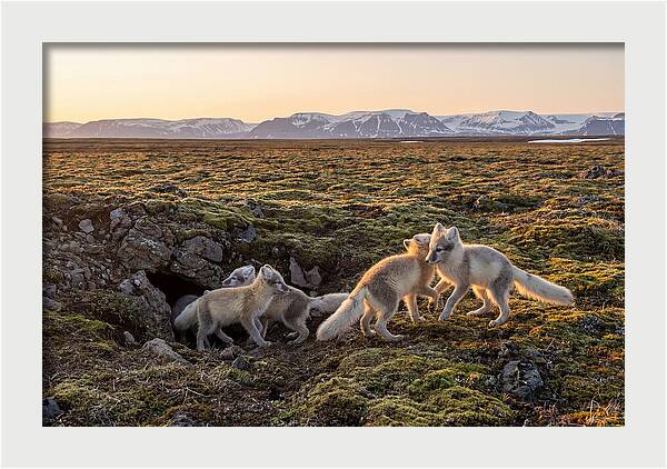 Arctic Fox Pups Playing Together