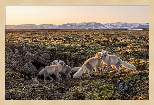 Arctic Fox Pups Playing Together