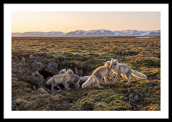 Arctic Fox Pups Playing Together