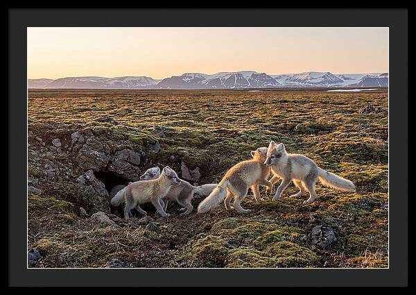 Arctic Fox Pups Playing Together