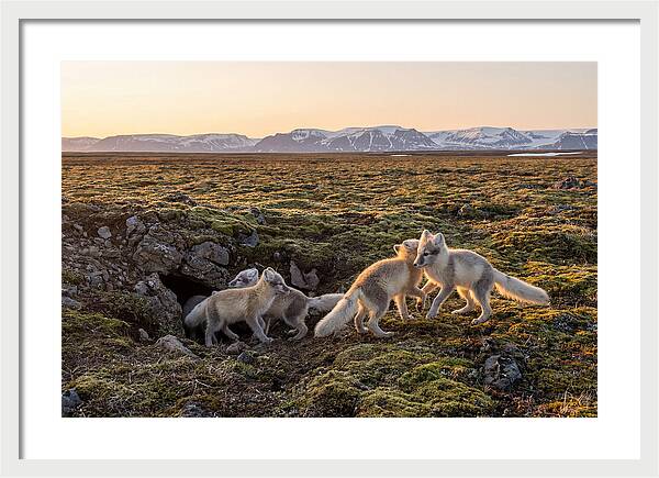 Arctic Fox Pups Playing Together
