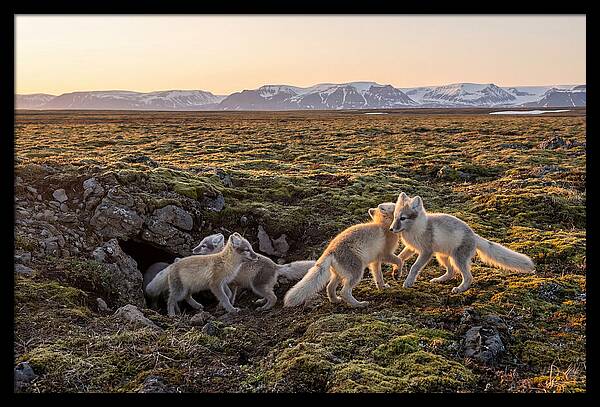 Arctic Fox Pups Playing Together