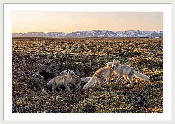 Arctic Fox Pups Playing Together