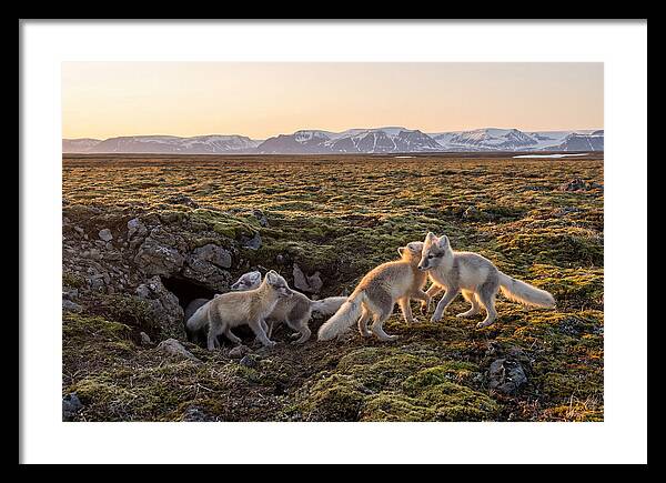 Arctic Fox Pups Playing Together