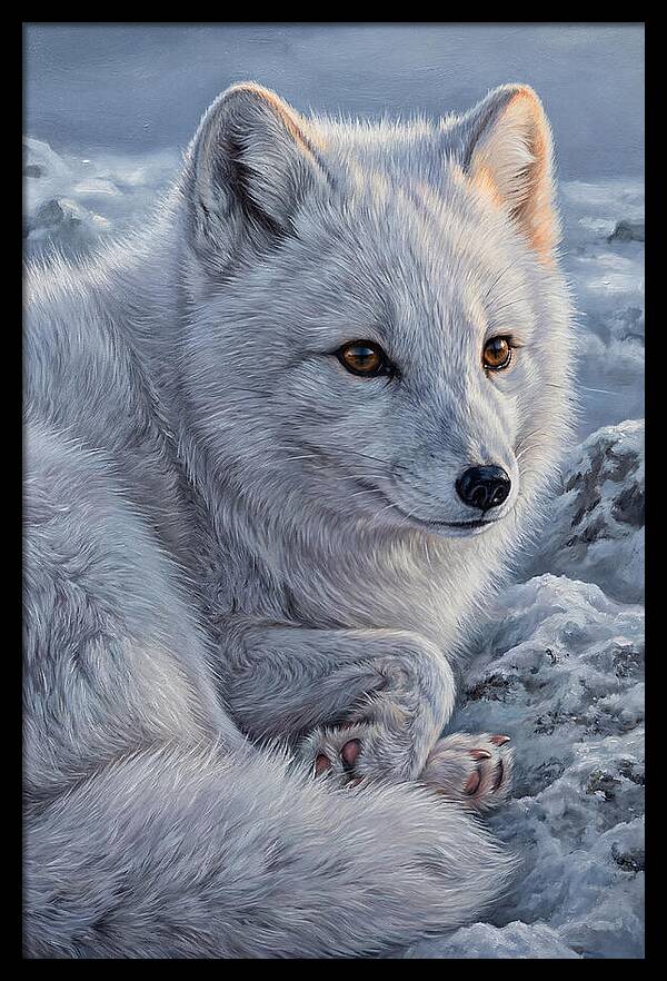Arctic Fox Serenity