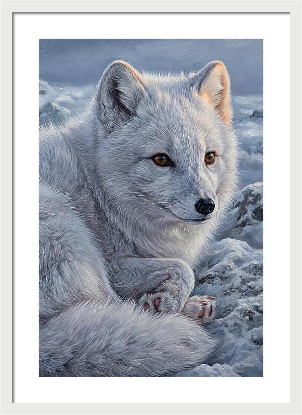 Arctic Fox Serenity