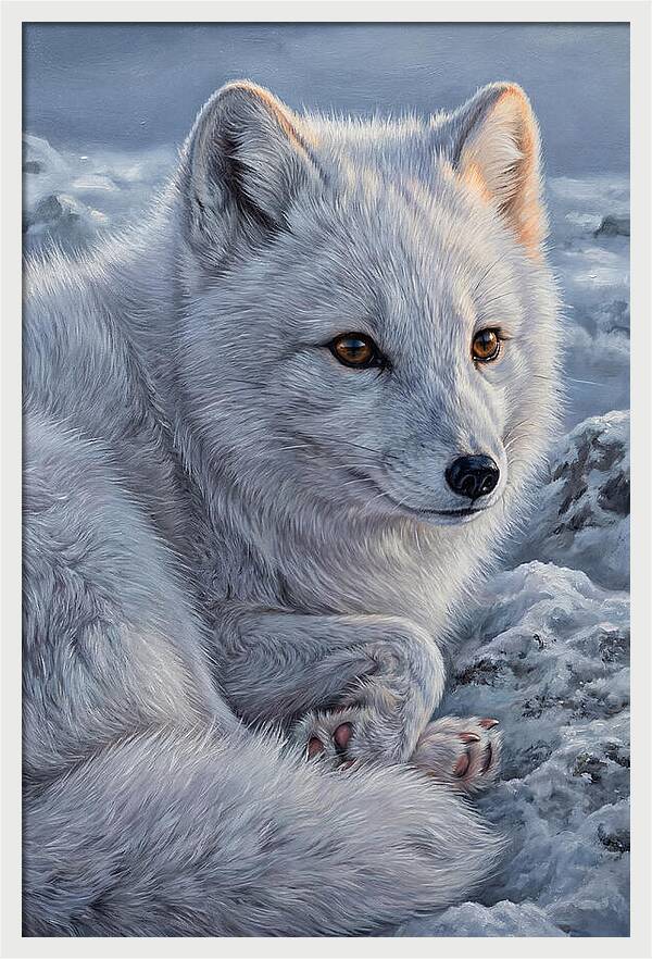 Arctic Fox Serenity
