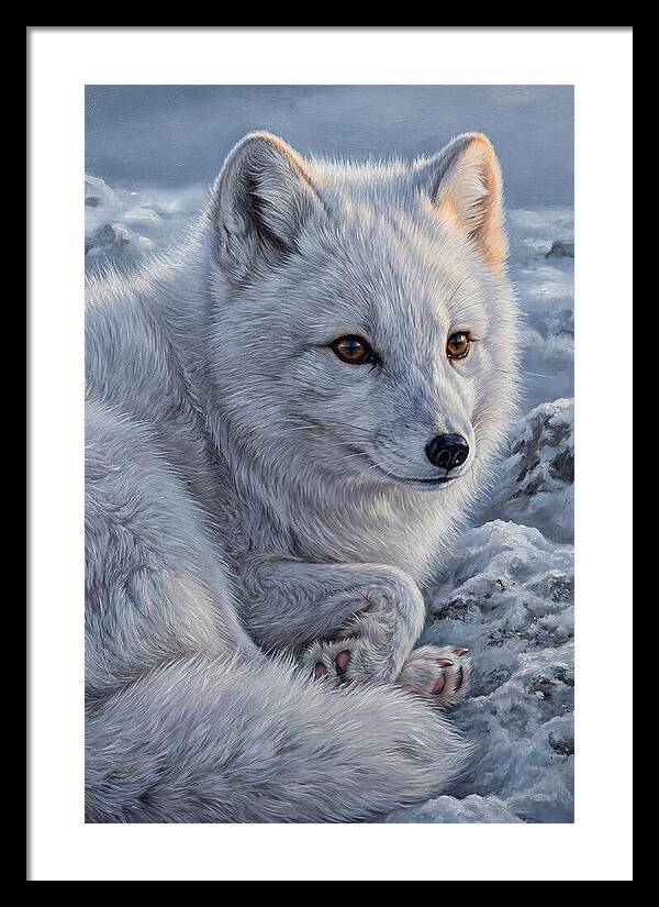 Arctic Fox Serenity