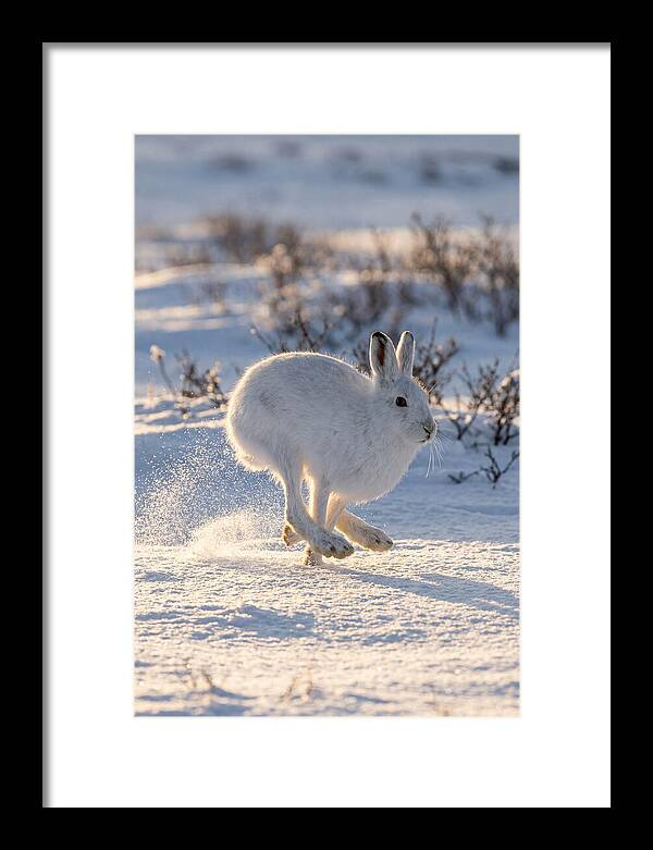Arctic Hare In Motion
