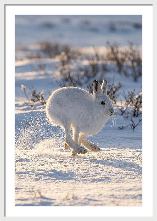 Arctic Hare In Motion