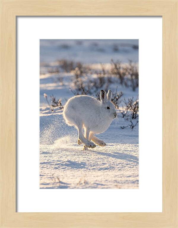 Arctic Hare In Motion