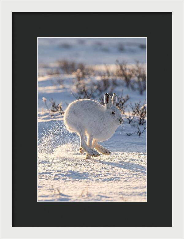 Arctic Hare In Motion