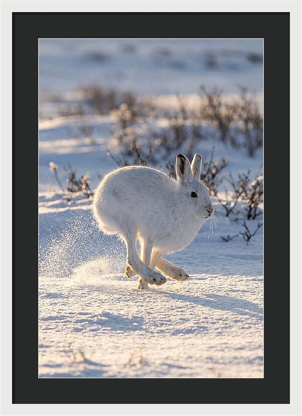 Arctic Hare In Motion