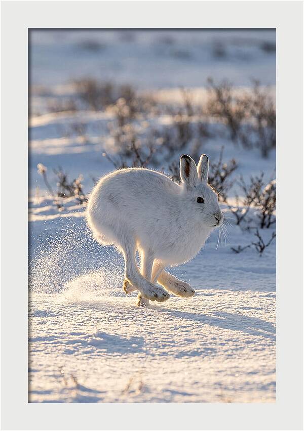 Arctic Hare In Motion