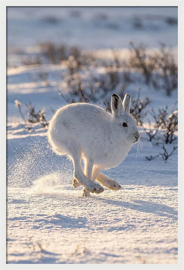 Arctic Hare In Motion