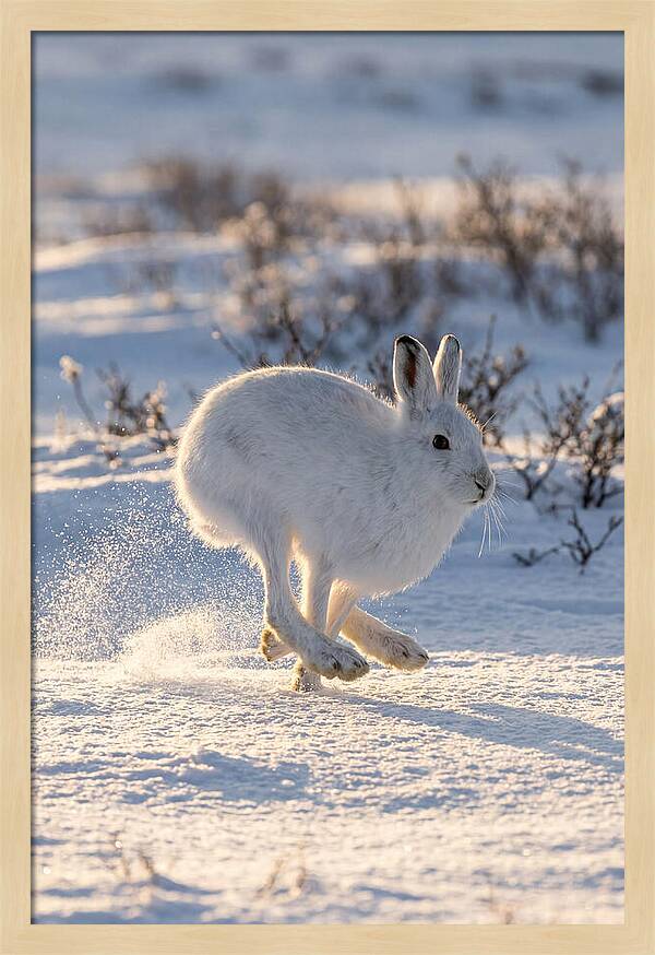 Arctic Hare In Motion