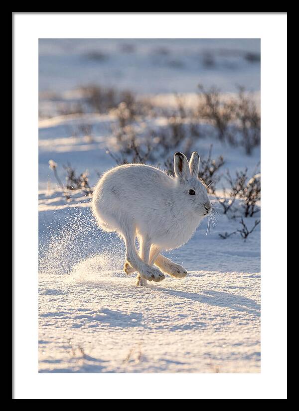 Arctic Hare In Motion
