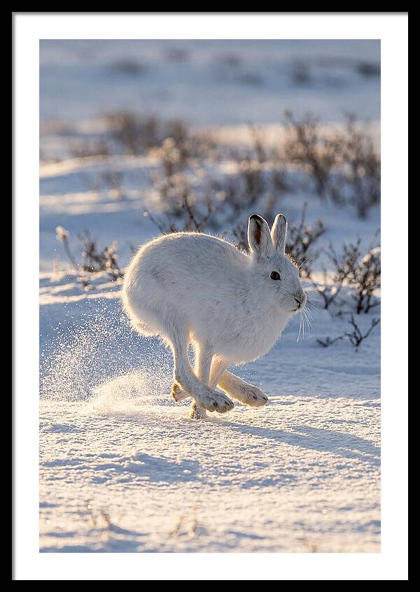Arctic Hare In Motion