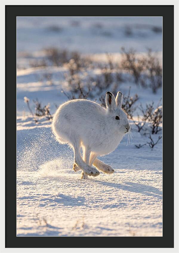 Arctic Hare In Motion