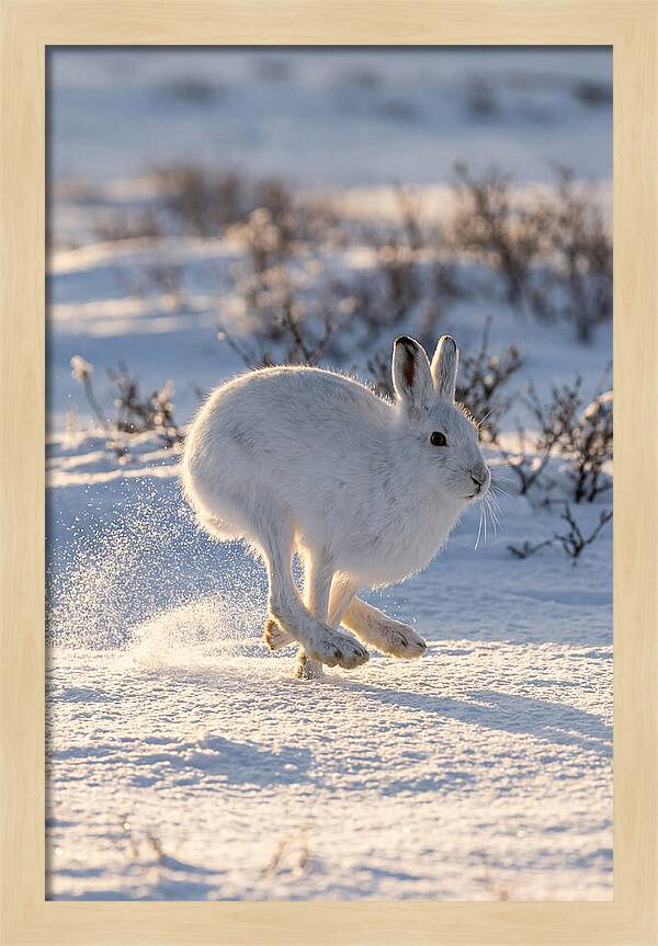 Arctic Hare In Motion