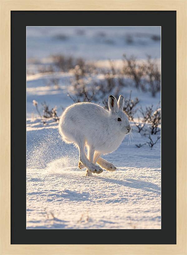 Arctic Hare In Motion