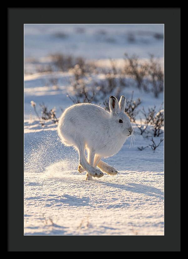 Arctic Hare In Motion