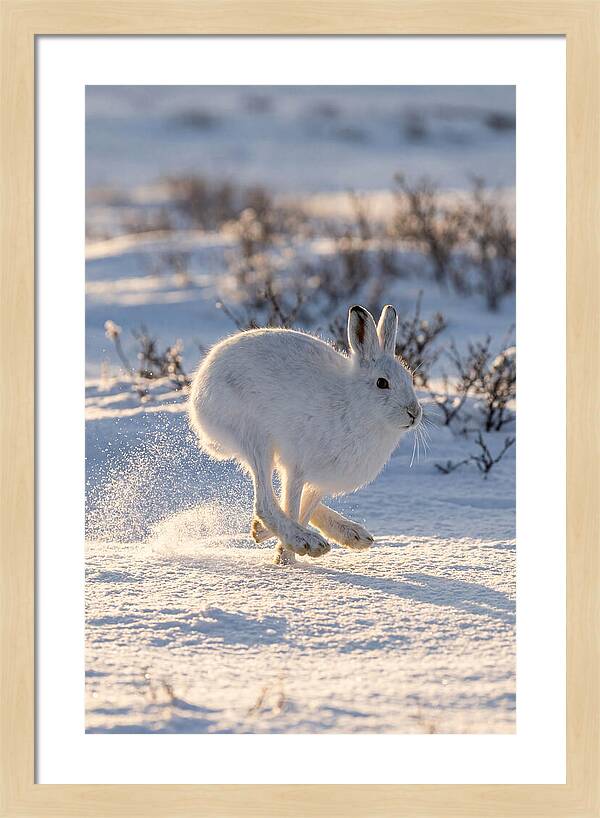 Arctic Hare In Motion