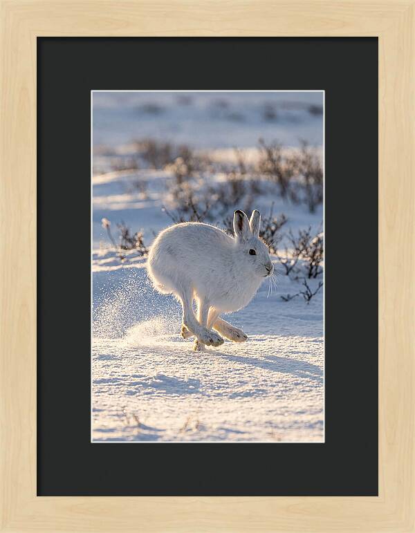 Arctic Hare In Motion