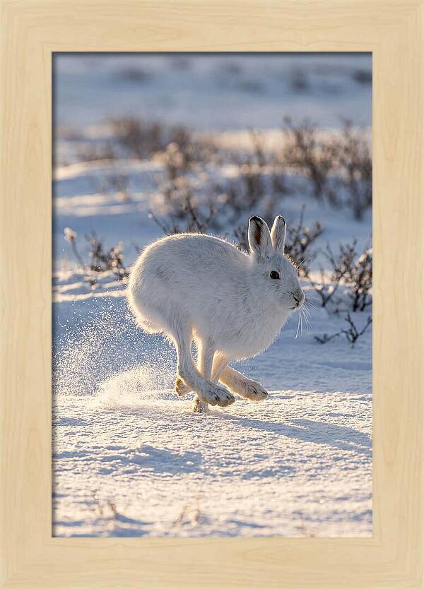 Arctic Hare In Motion